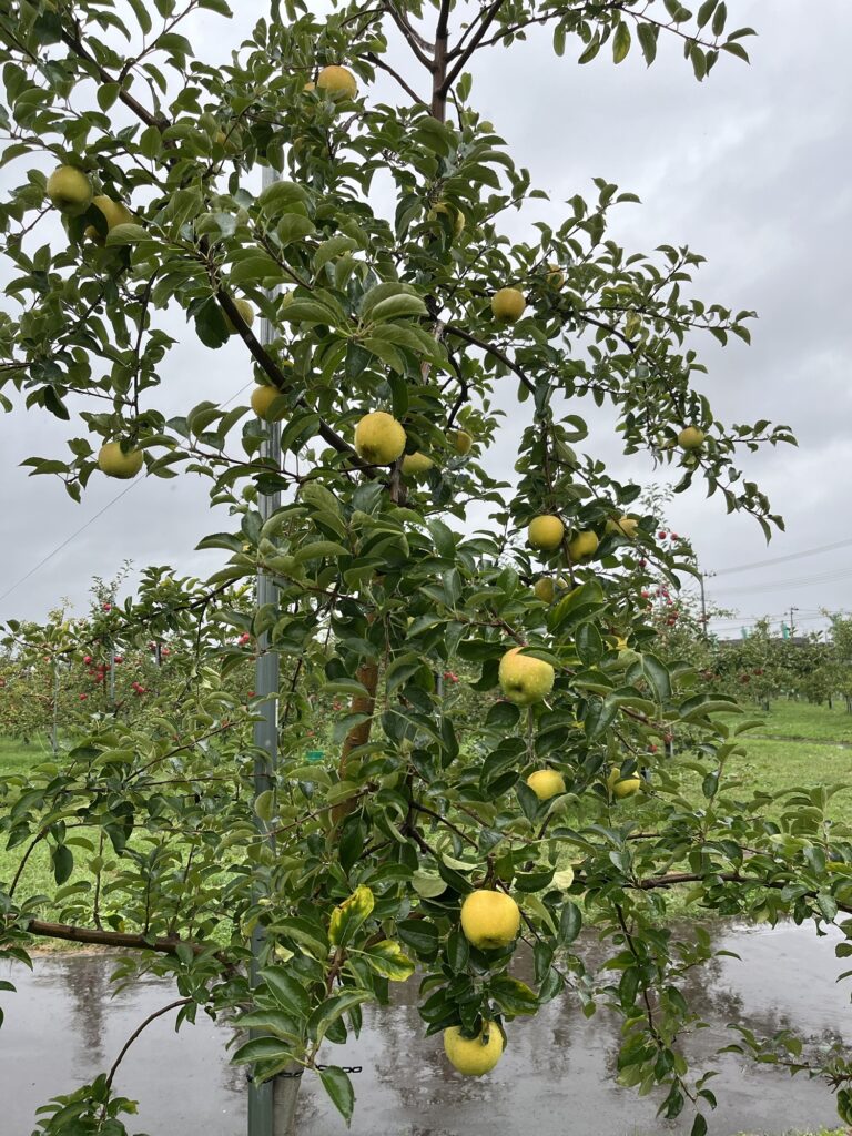 Apple Picking (Cute Variety)