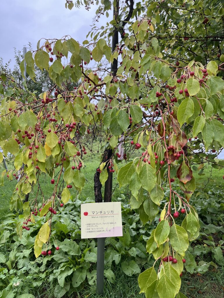 Malus mandshurica (aka baby apple)