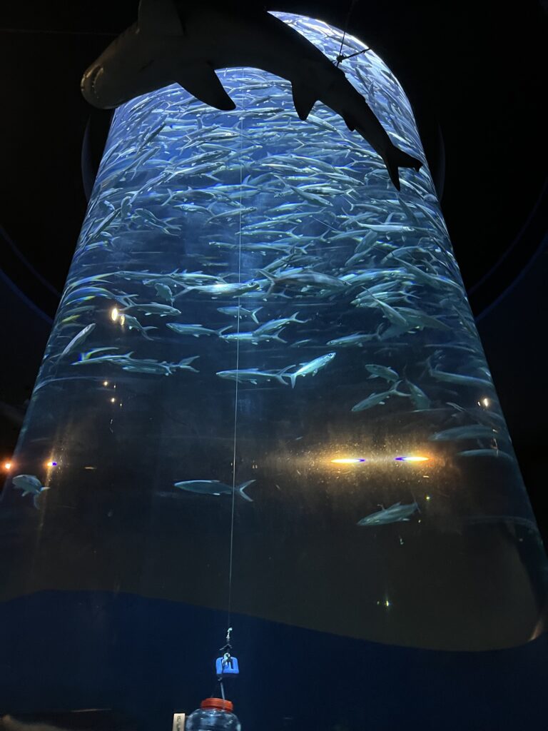 Ocean Park aquarium