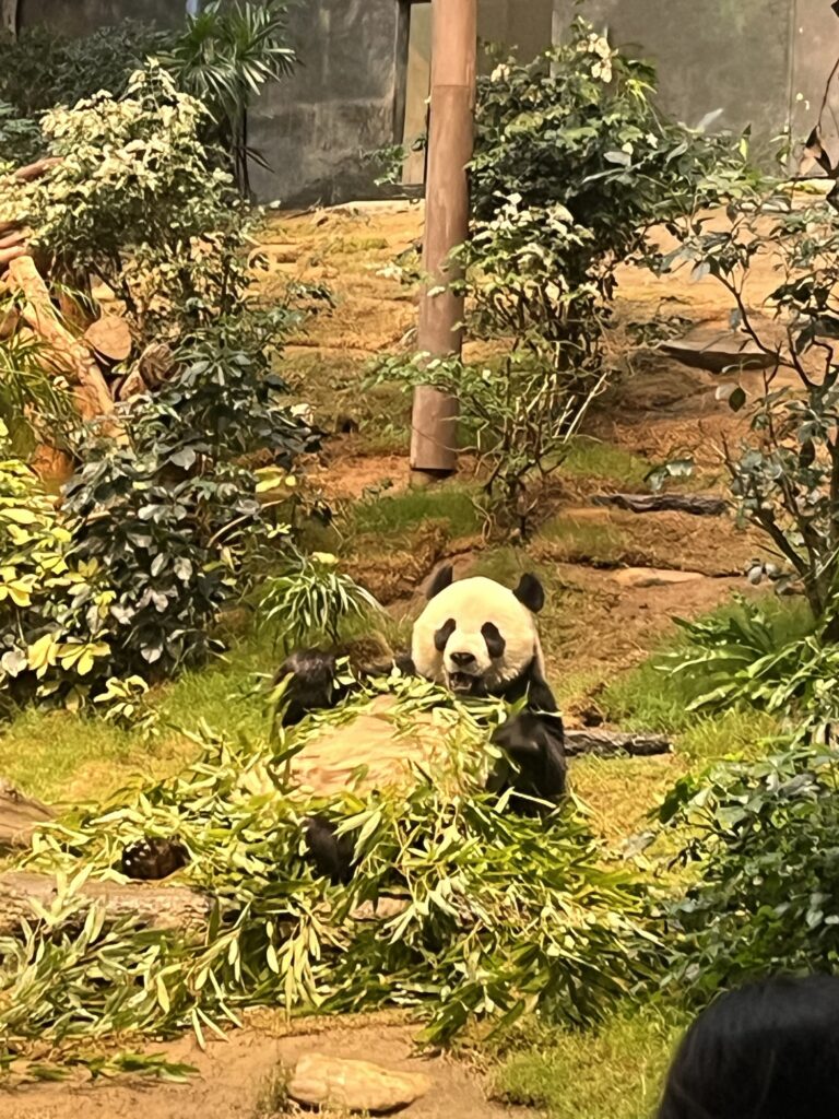 Ocean Park Anan