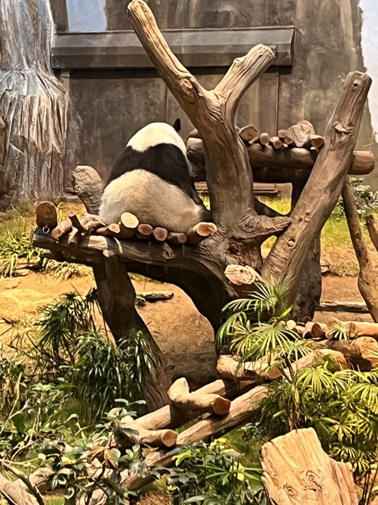 Ocean Park Keke