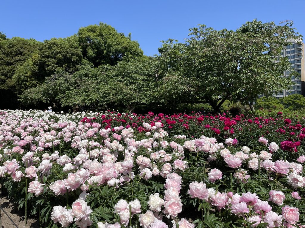 Maizuru Park Peony Garden