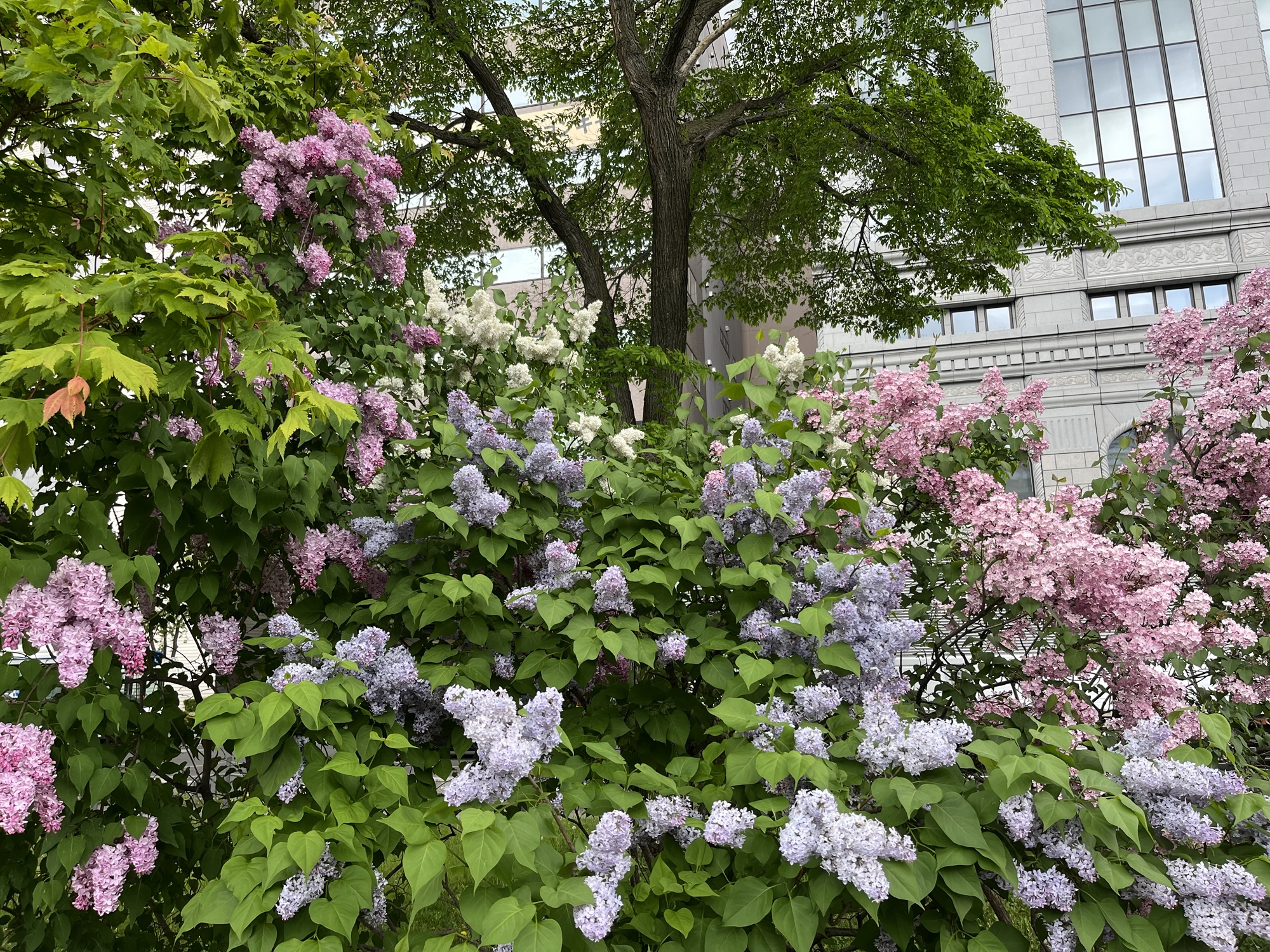 Sapporo/Otaru Diaries: Lilac Festival 2025 and Showing Friends Around