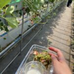 Nitori Tourist Orchard Strawberry Picking