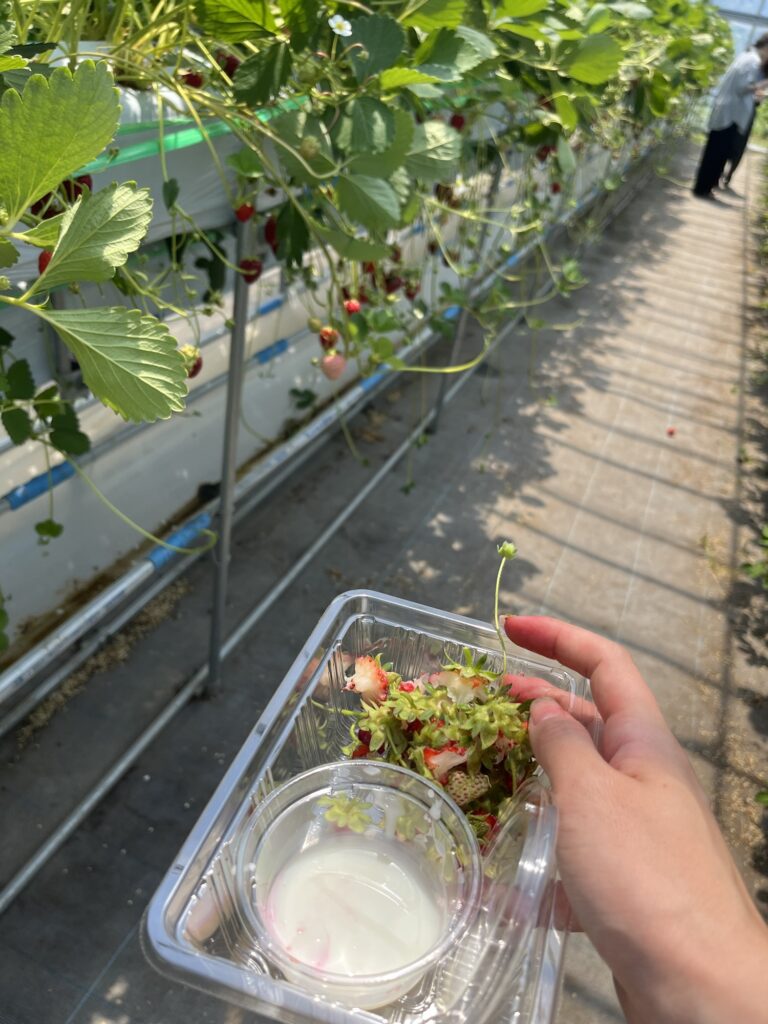 Nitori Tourist Orchard Strawberry Picking