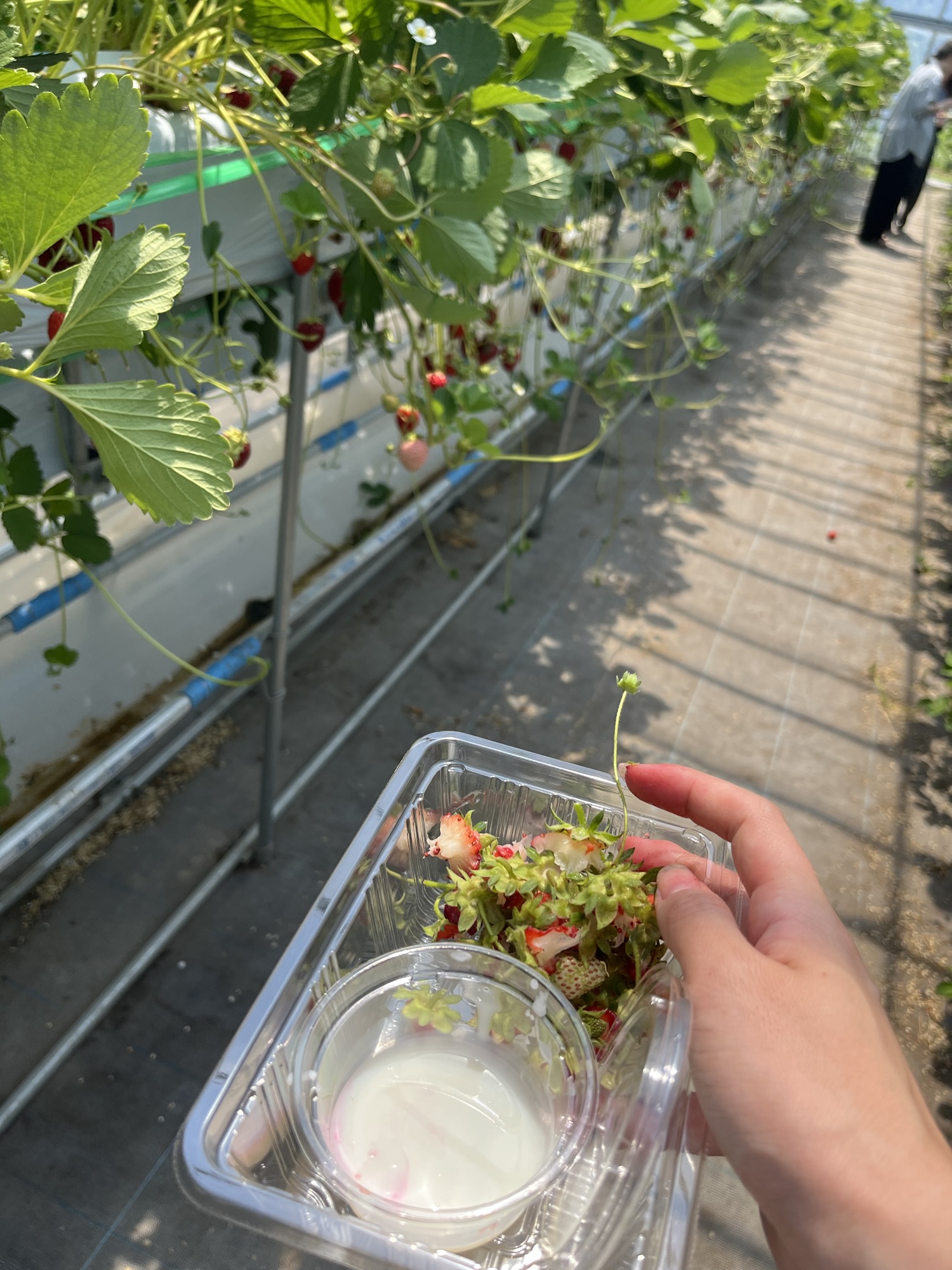 Yoichi Diaires: Strawberry Picking and Sleepover!