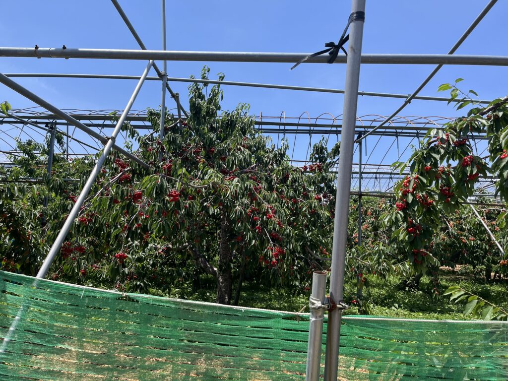 Nitori Tourist Orchard Cherry Trees